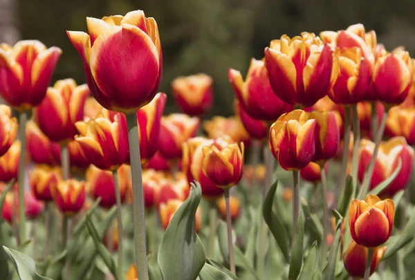 Tulpen — Foto Stock