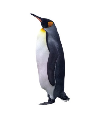 Isolated emperor penguin with clipping path clipart