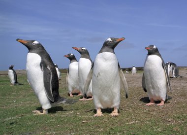 Colony gentoo penguins clipart