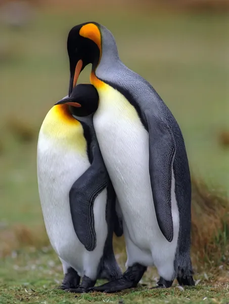 Pingüinos rey — Foto de Stock