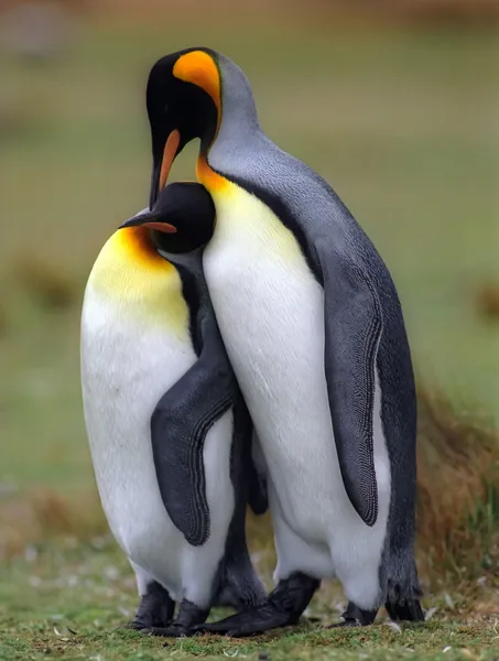 stock image King penguins