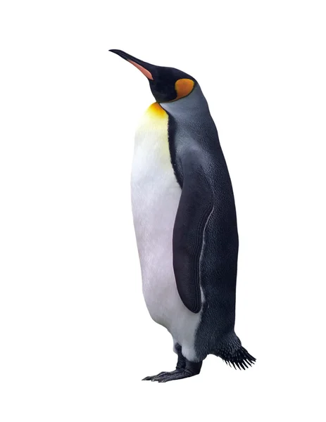 Изолированный императорский пингвин с клиппингом — стоковое фото