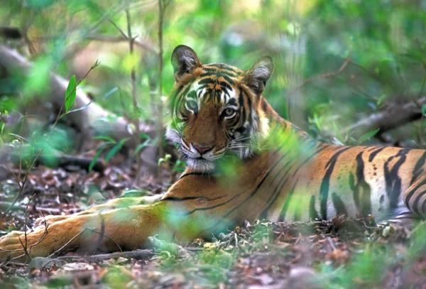 Бенгальский тигр (Panthera tigris ) — стоковое фото