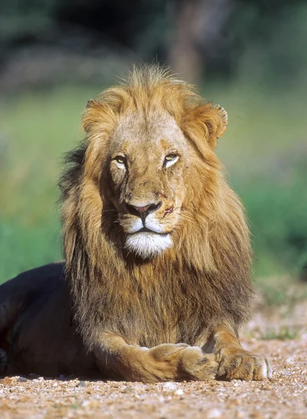 Молодой лев — стоковое фото