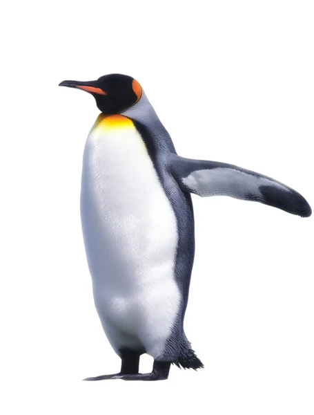 Isolato pinguino imperatore Foto Stock