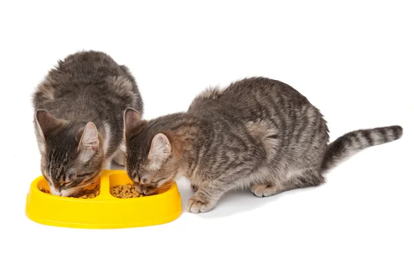 Kattungarna äter mat — Stockfoto