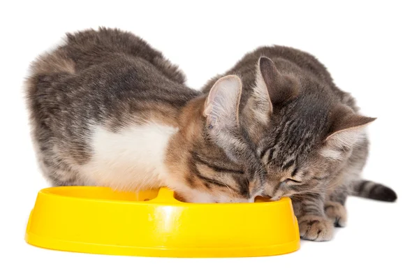 Две Серые Кошки Едят Пищу Белом — стоковое фото