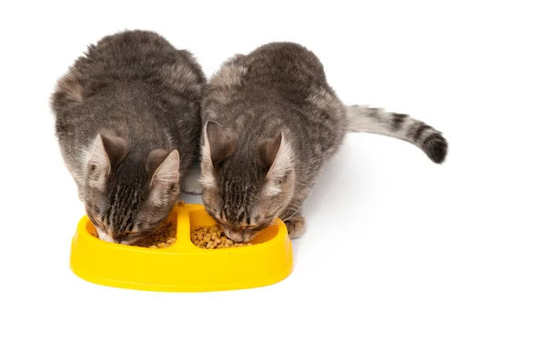 Котята едят пищу — стоковое фото