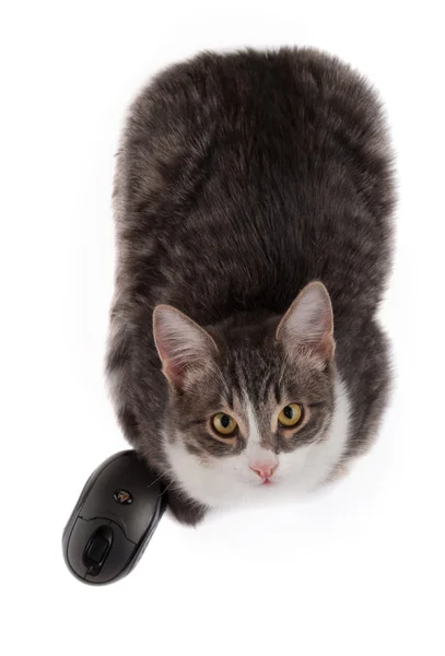 Kat och dator mus — Stockfoto