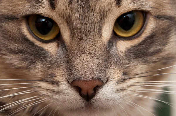 Nahaufnahme Porträt Einer Kleinen Katze — Stockfoto