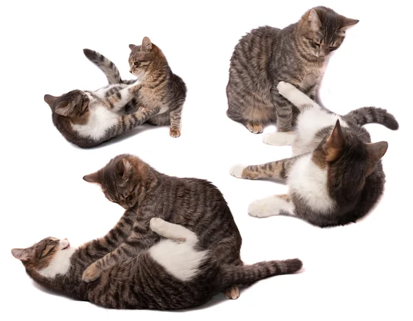 Spela kattungar — Stockfoto