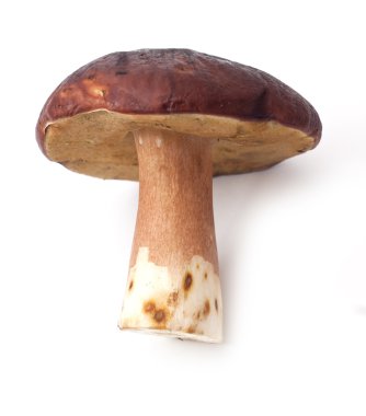 beyaz izole yenilebilir mantar boletus mantarı