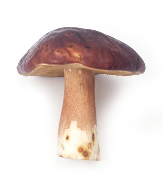 beyaz izole yenilebilir mantar boletus mantarı