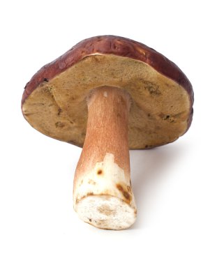 beyaz izole yenilebilir mantar boletus mantarı