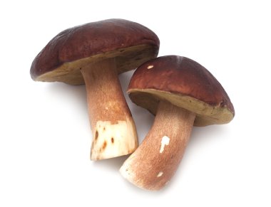 beyaz izole yenilebilir mantar boletus mantarı