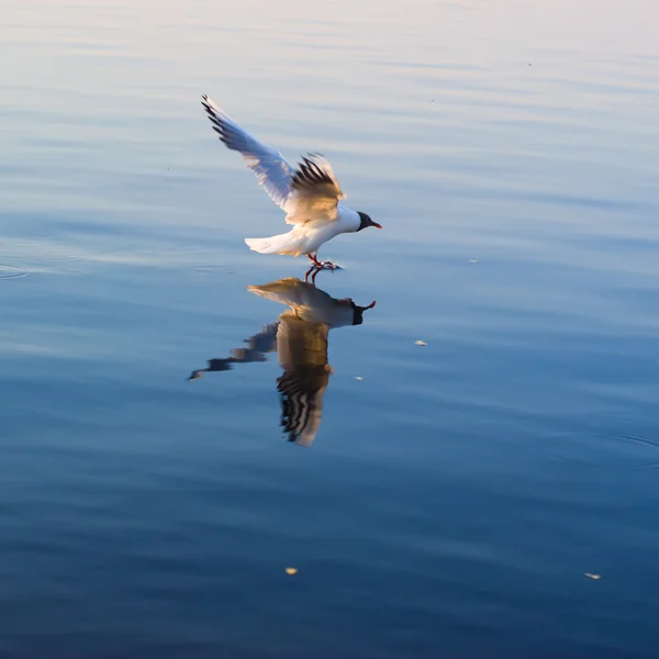 Caça à gaivota — Fotografia de Stock