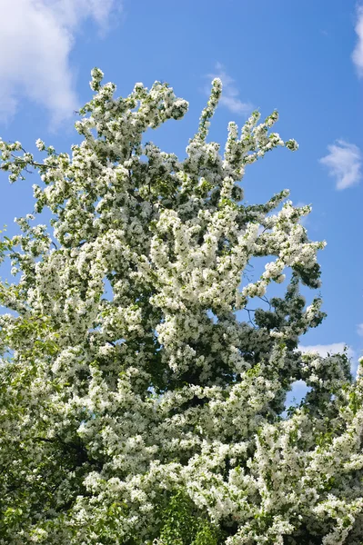 stock image Apple tree flowers