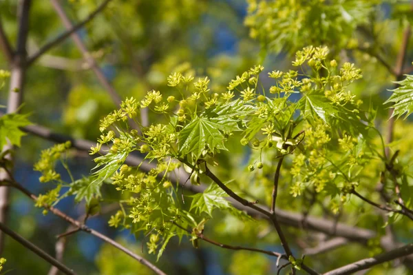 stock image Lime tree blossom