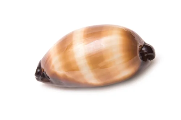 Sea shells isolated — Stock Photo, Image