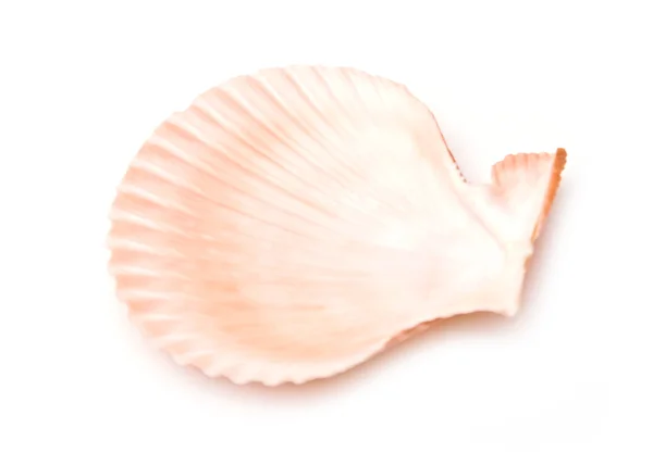 Sea shells isolated — Stock Photo, Image
