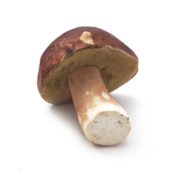 Eetbare paddenstoel boletus edulis geïsoleerd op wit Stockfoto