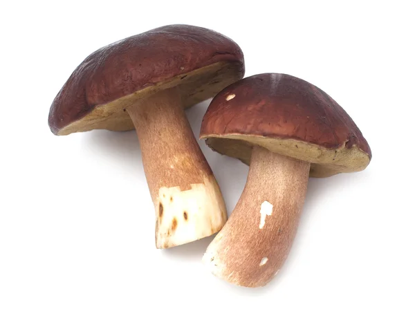 Eetbare paddenstoel boletus edulis geïsoleerd op wit Stockafbeelding