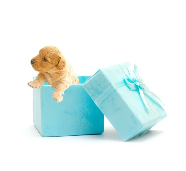 Dog as a gift Royalty Free Stock Images
