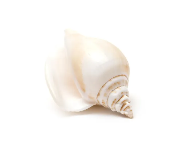 Sea shells isolated Royalty Free Stock Images