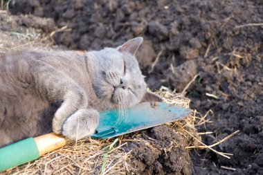 Kazma ve yorgun kedi