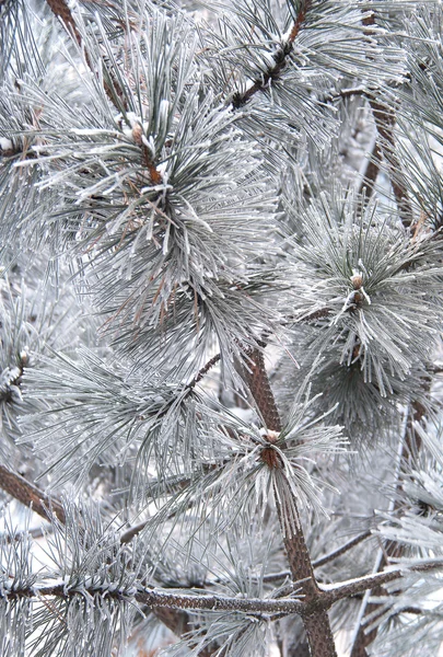Сосновая ветвь и иглы в снегу — стоковое фото