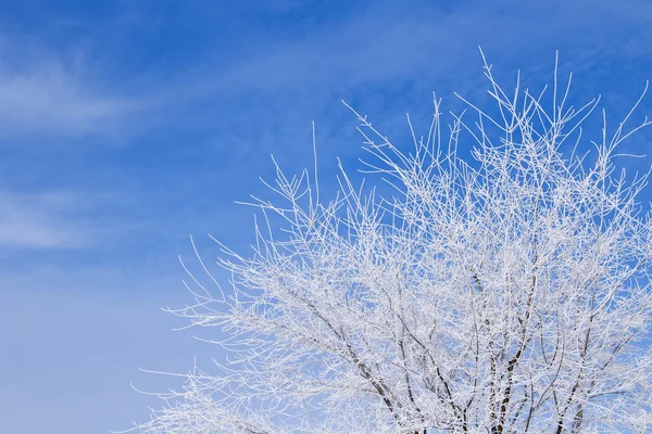 青い曇り空に雪の中で白いツリー — ストック写真