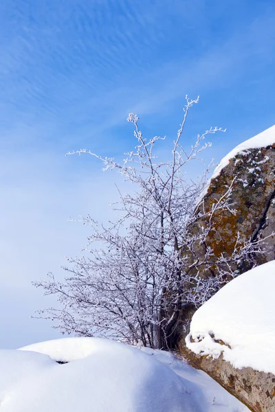 Buisson blanc dans la neige sur ciel nuageux bleu — Photo
