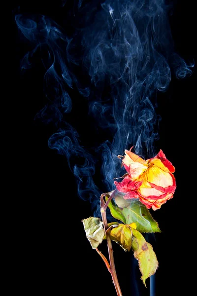 Rose vissnade i rök från cigaretter — Stockfoto
