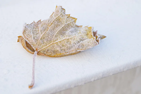 Tek donmuş yaprak — Stok fotoğraf