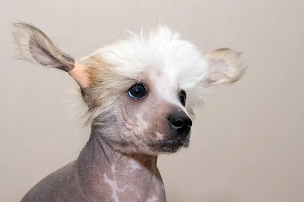 Chino cresta crianza cachorro —  Fotos de Stock