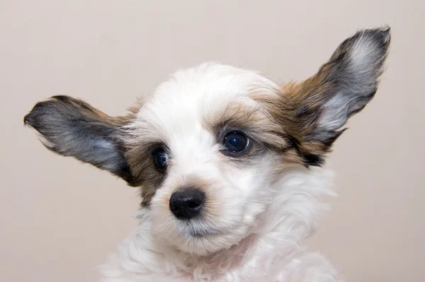 Chino cresta crianza cachorro — Foto de Stock