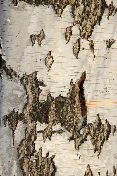樺の樹皮 — ストック写真