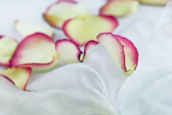 Пелюстки троянд на білій тканині органзи — стокове фото