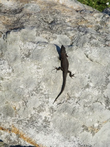 바위 위의 도마뱀 — 스톡 사진