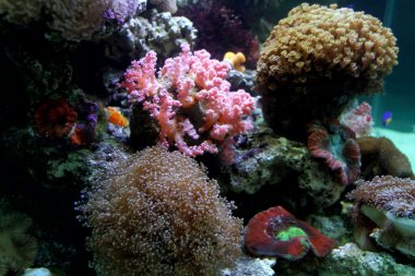 güzel mercan