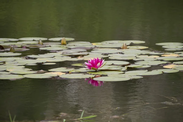 stock image Lotus in water