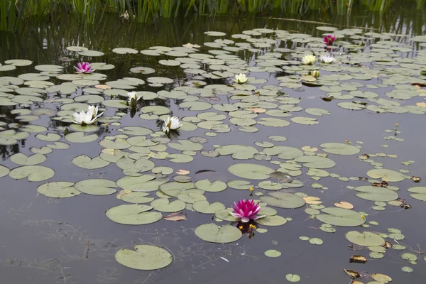 stock image Lotus in water