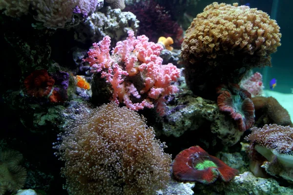 Krásný korál — Stock fotografie