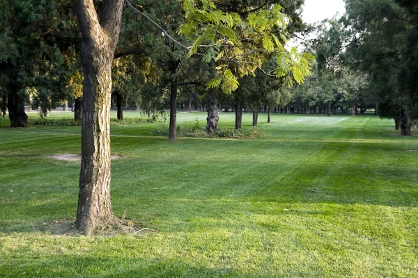 Stock image Lawn With Trees