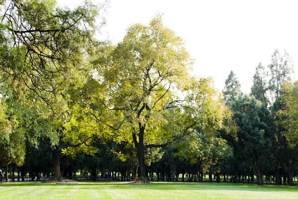 Stock image Lawn With Trees