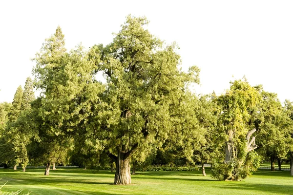 Stock image Lawn With Trees