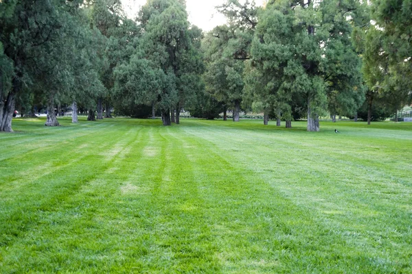 stock image Lawn With Trees