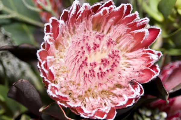 Hermosa flor en flor, protea —  Fotos de Stock