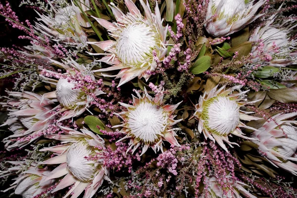 Красиві квітучі, protea — стокове фото