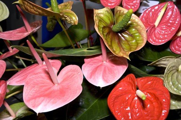 美しいフラミンゴ花 — ストック写真